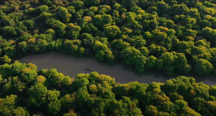 Ratargul swamp forest